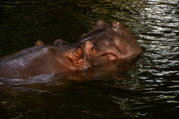 Hippo
