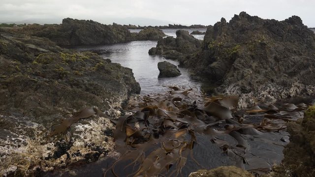 kelp in a rock pool on the South Wellington coast in New Zealand