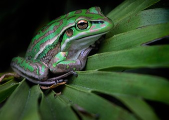A green and golden bell frog tucked into the base of a palm leaf - closeup showing its long toes and patterned skin. 