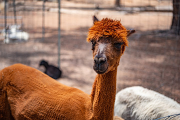 portrait of a alpaca