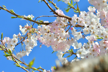 青空を背景として、神代曙と推定されるサクラの樹の枝の花をローアングルで撮影した写真
