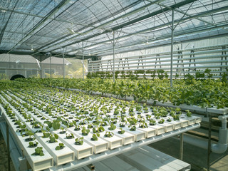 Selective focus of fresh organic vegetable grown using aquaponic or hydroponic farming.