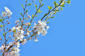 青空を背景として、神代曙と推定されるサクラの樹の枝の花をローアングルで撮影した写真