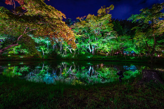 Foliage of tree at night with reflection from the pool creating a beautiful mirror image in Kodaiji Temple, Kyoto, Japan.