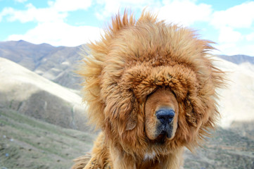 The lion-like mane of a Tibetan Mastiff blows wildly in the windy climate of Tibet Autonomous Region in China. 