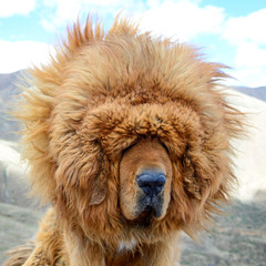 A portait of a brown Tibetan Mastiff suggests the windy climate can be a blinding challenge for...
