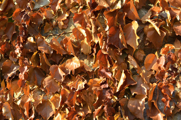 background texture of dry leaves vines