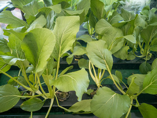 Selective focus of fresh organic vegetable grown using aquaponic or hydroponic farming.