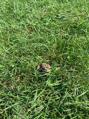 frog in grass