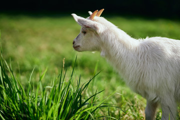Obraz premium goat on green grass