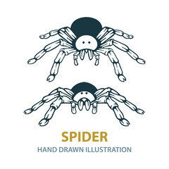 Spider. Hand drawn black spider silhouette. Spider sketch drawing. Spider tattoo.