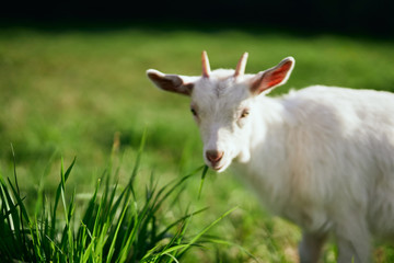 goat on a meadow