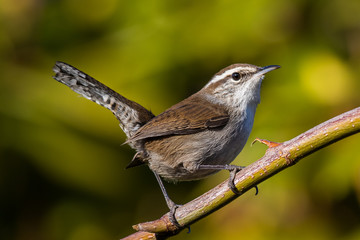 Bewick's Wren Perching on a Maple Branch