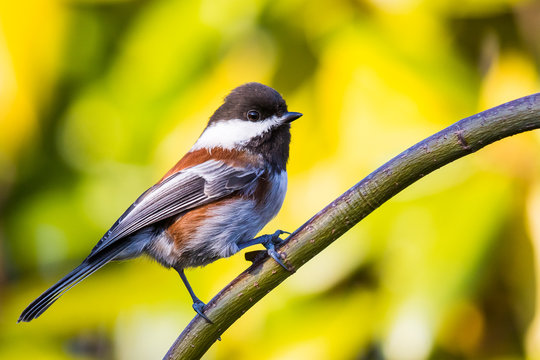 Chestnut-backed Chickadee Perching on a Maple Branch