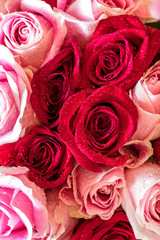 red and pink roses bouquet.  Soft flowers for background