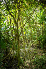 Fototapeta premium Amazônia Mata terra