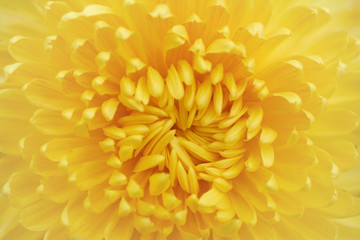 Chrysanthemum grandiflorum Ramat. "Miss Edith".  Background of yellow chrysanthemum flowers, autumn bouquet. Golden chrysanthemum in leaf fall Iasi botanical garden, Romania.