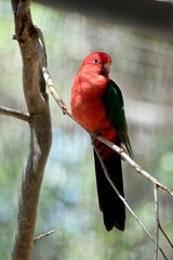 this is a portrait view of an Australian king parrot