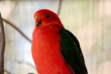 this is a close up of an Australian king parrot