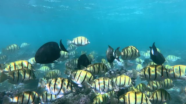 Amazing wall of fish, a shoal of Convict tang off a reef in Ningaloo. Western Australia.
