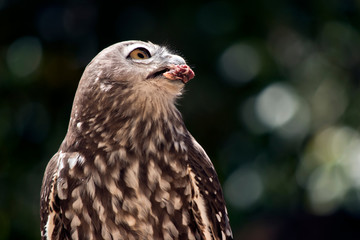 this is a close up of a barking owl