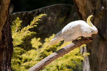 this is a side view of a Sulphur crested cockatoo