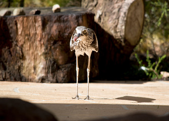 Obraz premium the curlew is eating