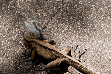 the two eastern water dragons are fighting