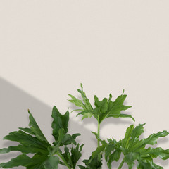 Minimal blur background of Philodrendon indoor plant with shadow on the grain white wall.