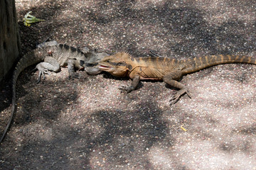 the two eastern water dragons are fighting
