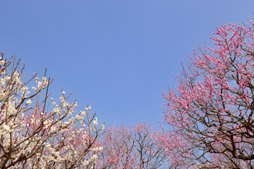 吉野公園の梅林	