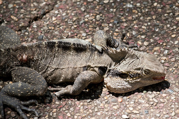 this is a close up of an eastern grey water dragon  lizard