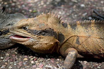 this is a close up of an eastern grey water dragon  lizard