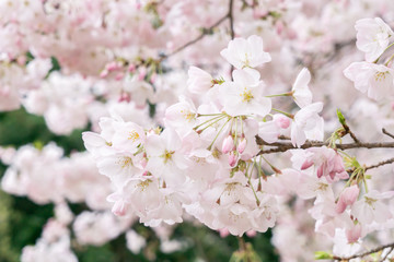 Background of beautiful pink cherry blossom blooming on the sky in the famous park of Japan during the spring and winter.