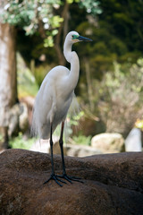 the great egret is standing on a rocks