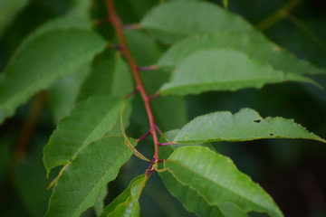Leaves