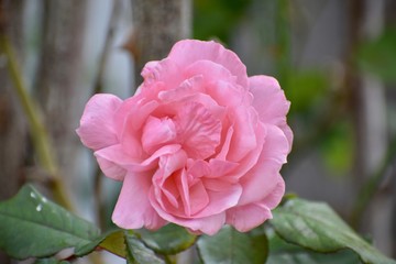 pink roses on a branch