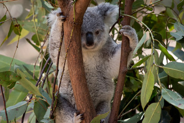 the joey koala is climbing a tree