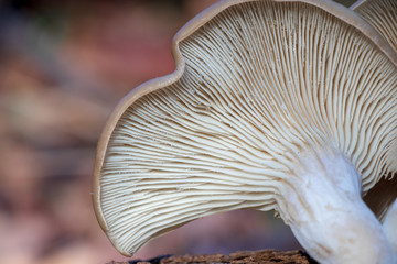 Close-up of oyster mushroom gills (Pleurotus ostreatus)