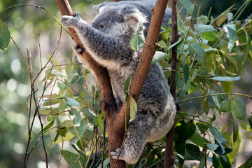 the joey koala is climbing a tree