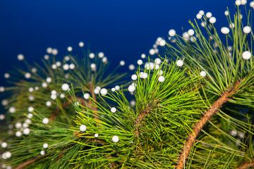 artificial flakes on the fir tree branch