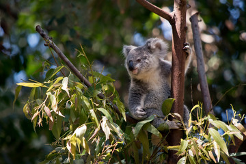 the koala is eating leaves