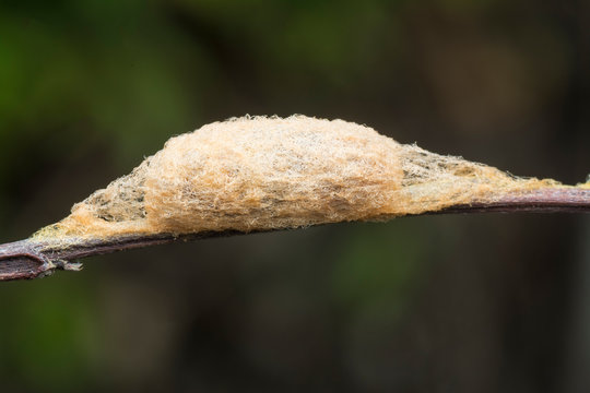 webcocoon of caterpillar butterfly