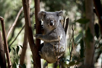 the koala is climbing down the tree