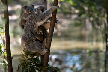 Obraz premium the mother koala has two babies