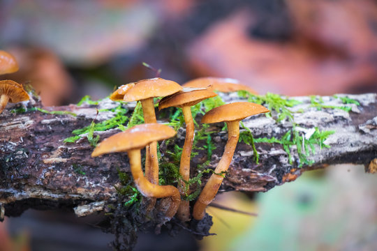 Group of Galerina marginata mushrooms