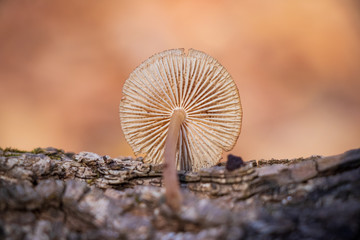 Close-up of mushroom gills