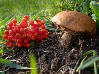 a large edible mushroom grows next to a fallen branch of mountain ash
