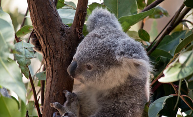 this is a close up of a koala
