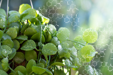 Plants background with biochemistry structure.	